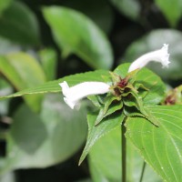 <i>Strobilanthes zeylanica</i>  T.Anderson